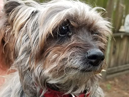 Houston, TX - Yorkie, Yorkshire Terrier. Meet Madsion a Pet for ...