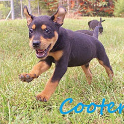 Thumbnail photo of Cooter #1