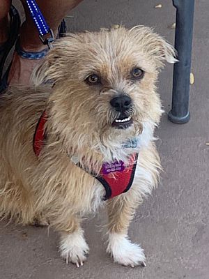 Chandler, AZ - Cairn Terrier. Meet Houston a Pet for Adoption ...