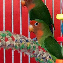 Thumbnail photo of Uno and Dos (Bonded pair) #1