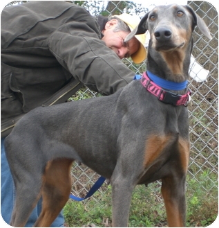 Gaffney Sc Doberman Pinscher Meet Opal A Pet For Adoption