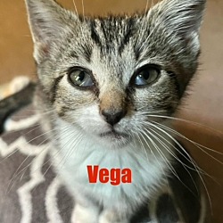Photo of VEGA Kitten (f)