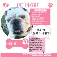 adopt a pet