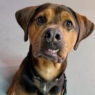 Adopt A Pet :: Coffee - Versailles, KY