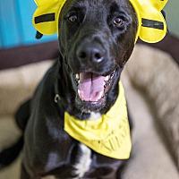 adopt-pet