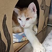 adopt a pet