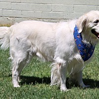 adopt-pet