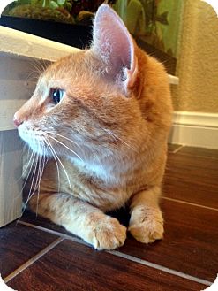 Las Vegas Nv Domestic Shorthair Meet Luna A Pet For Adoption