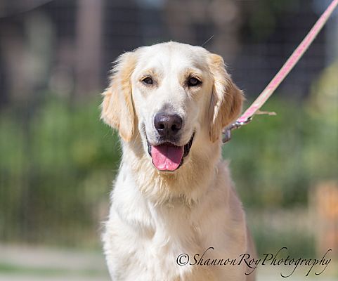 Vacaville Ca Golden Retriever Meet Latte A Pet For Adoption