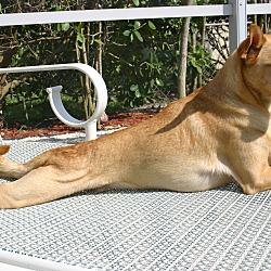 Thumbnail photo of Super Chihuahua! #4