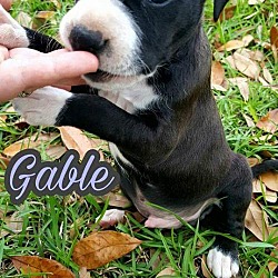 Thumbnail photo of Gabel #2