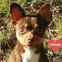 Thumbnail photo of Cinder #1