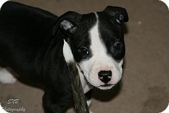 Oak Creek, WI - American Bulldog. Meet Fiona a Pet for ...