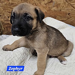 Photo of Zephyr (PUPPY)