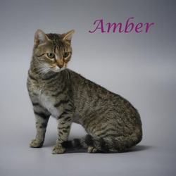 Thumbnail photo of Amber C24-237 #1