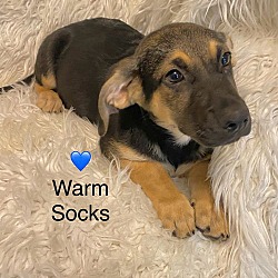 Thumbnail photo of Warm Socks #1