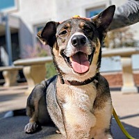 adopt a pet