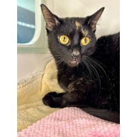 adopt-pet