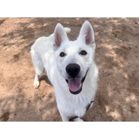 adopt-pet