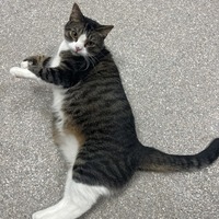 adopt-pet