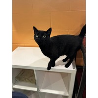 adopt-pet