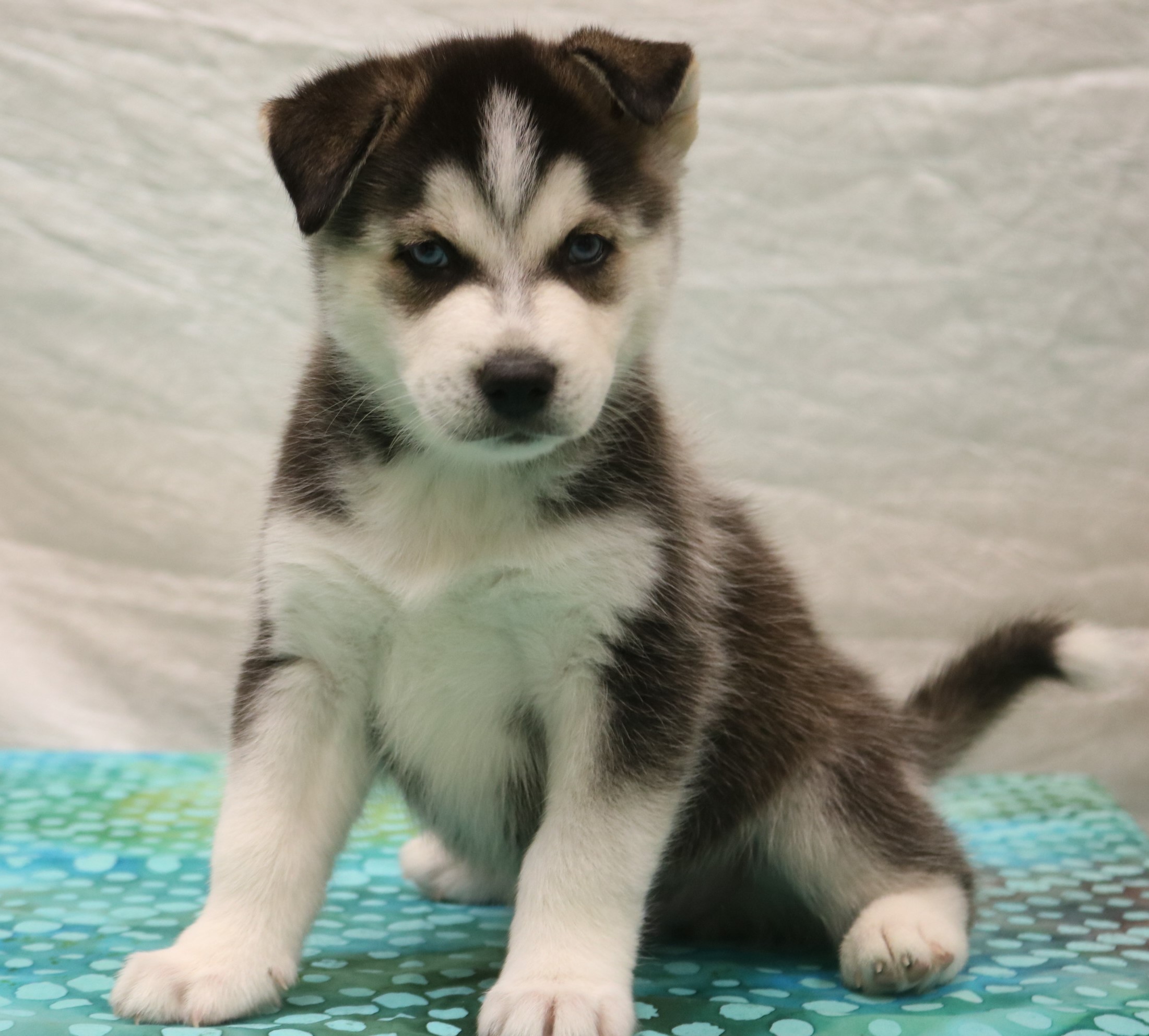 Allentown Pa Siberian Husky Meet Smokey A Pet For Adoption Adoptapet Com