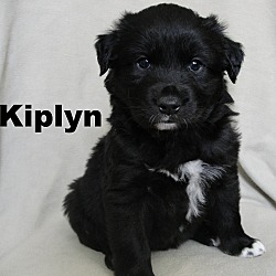 Thumbnail photo of Kiplyn #1