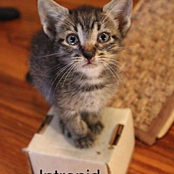 Thumbnail photo of Intrepid " Kitten of Adventure #1