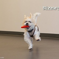Thumbnail photo of Blizzard #4
