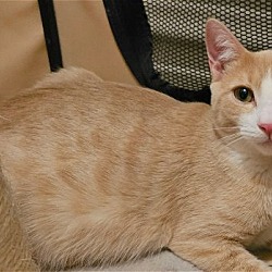 Photo of Garbanzo aka Garby
