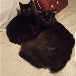 Photo of Luna