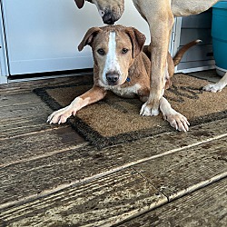 Photo of Debonair (Debo)