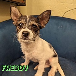 Photo of Freddy