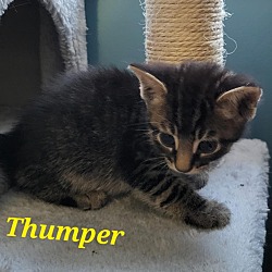 Photo of THUMPER Kitten