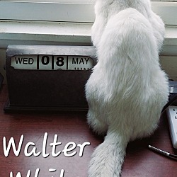 Thumbnail photo of Walter White #2