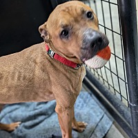 adopt a pet