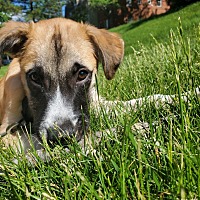 adopt a pet