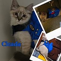 adopt a pet