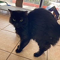 adopt-pet