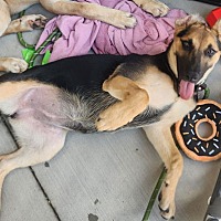 adopt a pet