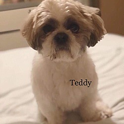 Thumbnail photo of Teddy St Romain #2