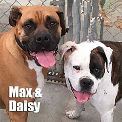Thumbnail photo of Max/Daisy #1