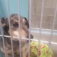 Farmington Regional Animal Shelter in Farmington, New Mexico