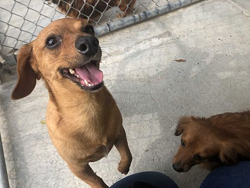 Denver, CO Dachshund. Meet Bruno a Pet for Adoption.