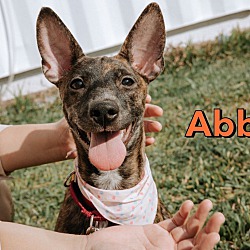 Photo of Abby Taiwan FMD Mix)