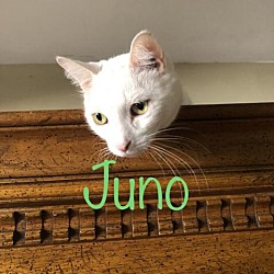 Thumbnail photo of Juno (Kitty) #1