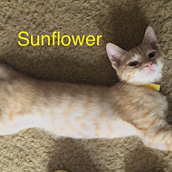 Thumbnail photo of Sunflower #3
