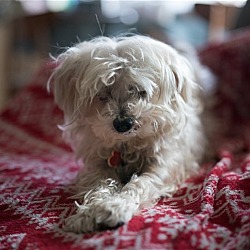 Photo of Sammy #cheery-lap-dog