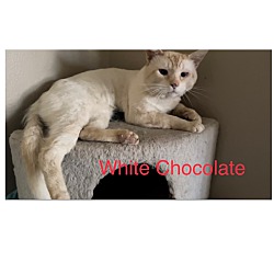 Photo of White Chocolate