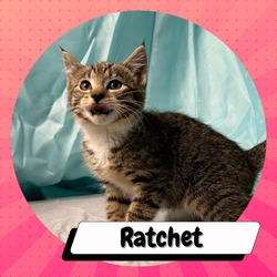 Photo of Ratchet